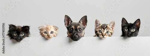 Adorable Mixed Breed Dog and Cute Kittens Peeking Over Edge