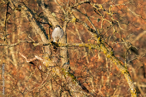 Perched bird of prey in a woodland setting photo
