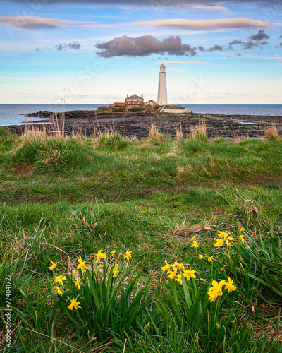 Daffodils above St Mary's Lighthouse, on the small rocky St Mary's Island, just north of Whitley Bay on the North East coast of England