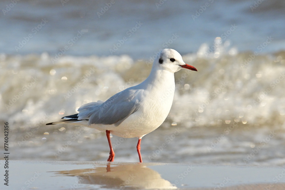 Möwe in der Brandung