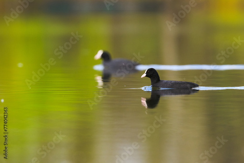 Two eurasian coot, Fulica atra, swimming side by side in a a lake