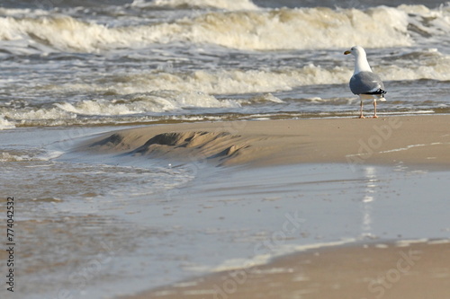 Strand bei Wellengang photo