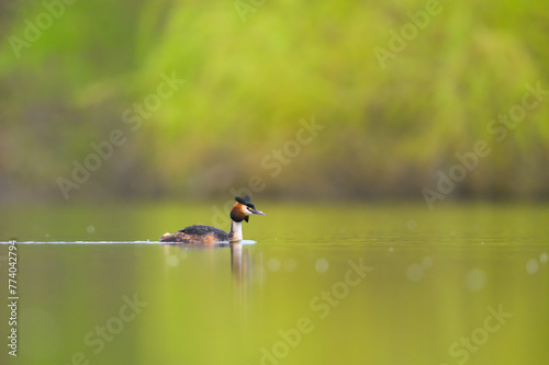 Great crested grebe, Podiceps cristatus, swimming in a colorful lake