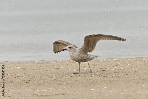Bild auf Leinwand Junge Schwalbe - Strandgänger