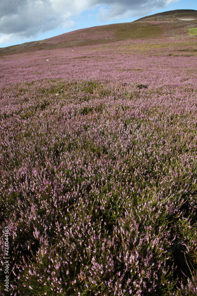 Obraz premium Scottish landscape - Mount Battock from Glen Esk - Angus - Scotland - UK