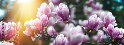 Magnolia flowers lit by sunlight, beautiful nature in spring, beautiful magnolia flowers on blurred background with bokeh effect