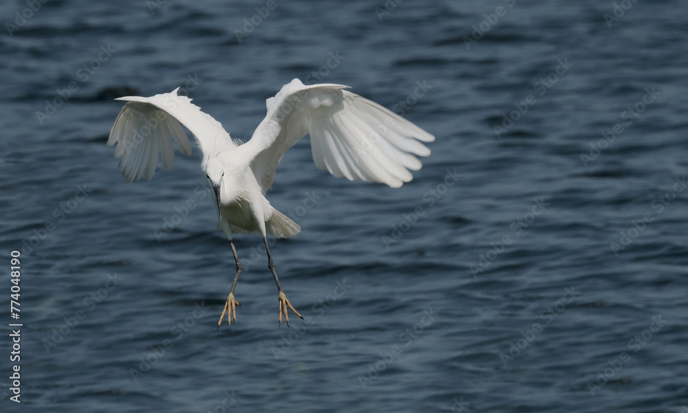 freedom concept heron flying on the water is very feeling good emotion early in the morning and very nice beauty in nature. fly, sea, ocean freedom concept heron flying on the water is very feeling good emotion early in the morning and very nice beauty in nature. fly, sea, ocean
