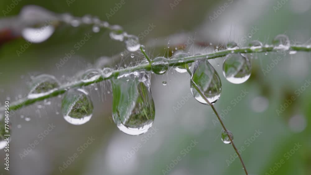 Drops of dew on grass early in the morning. Supermacro of waterdrops on grass in the field. Rainy weather Drops of dew on grass early in the morning. Supermacro of waterdrops on grass in the field. Rainy weather