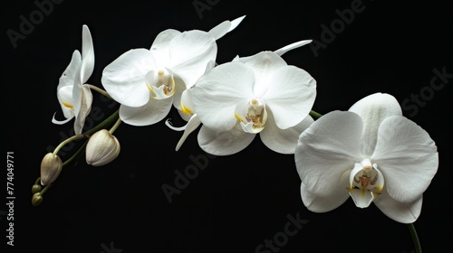 Black and white background with white orchids
