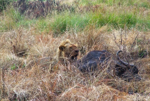lion eating buffalo © storm