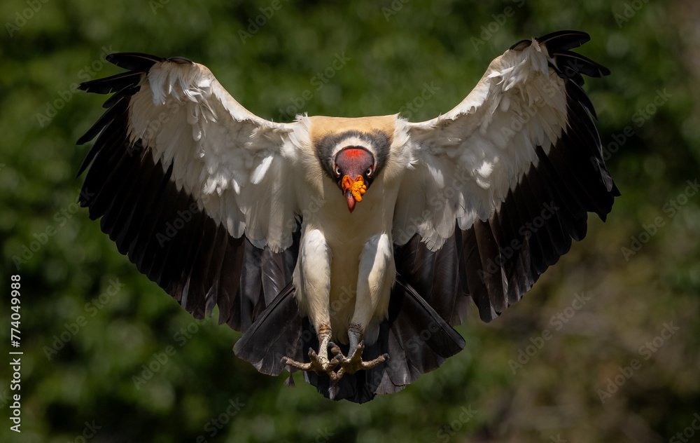 King vulture in the rainforest of Costa Rica - obrazy, fototapety, plakaty 