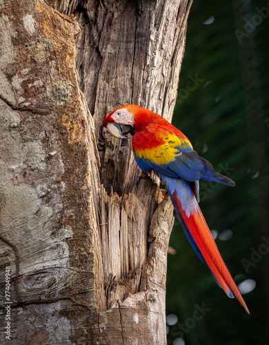 Scarlet Macaw in Costa Rica in the rainforest