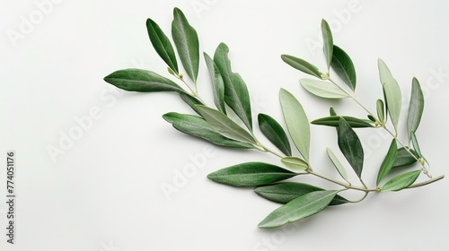 An isolated picture of a green olive branch