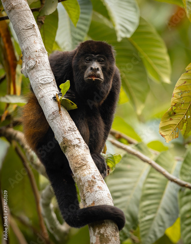 A howler monkey in Costa Rica © Harry Collins