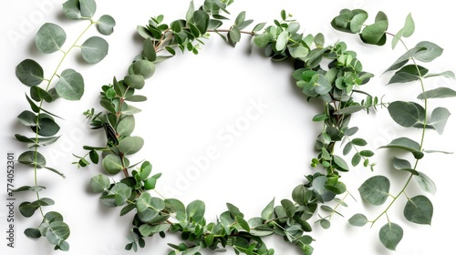 Branches of eucalyptus make a wreath frame isolated on white background.