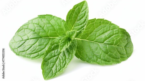 In this image, you can see the full depth of field of a mint pepper leaf isolated on white. Fresh mint leaf. Pepper mint clipping path. photo
