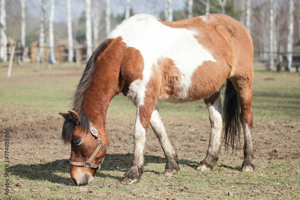 Obraz premium Brown horse on a field. Portrait of an animal. Horse with black mane. Shallow depth of field. Horse standing. Birch forest in the background. Searching for food on ground.