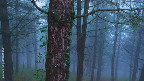 Pine trees near the Peñas Negras Environmental Interpretation Center in Trapaga. Triano Mountains. Encartaciones region. Bizkaia. Basque Country. Spain. Europe photo