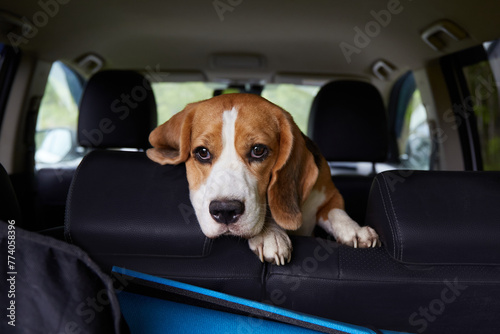 A beagle dog is sitting in the car and waiting for a ride. Traveling with a pet. © Viktoriya