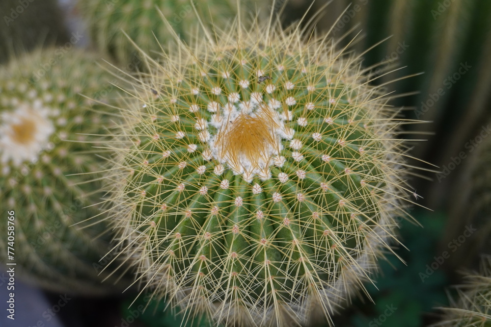 A vertical shot of golden barrel cactuses A vertical shot of golden barrel cactuses