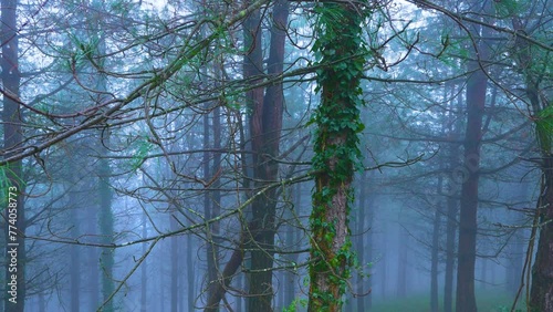 Pine trees near the Peñas Negras Environmental Interpretation Center in Trapaga. Triano Mountains. Encartaciones region. Bizkaia. Basque Country. Spain. Europe photo