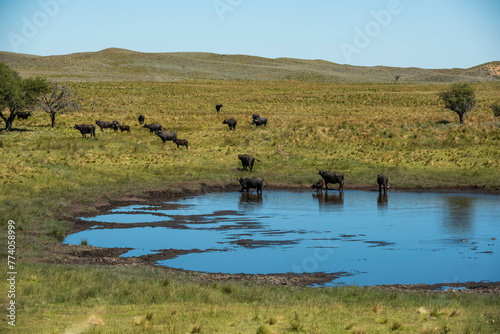 Water buffalo, Bubalus bubalis, in Pampasd Landscape, La Pampa province, Patagonia. © foto4440
