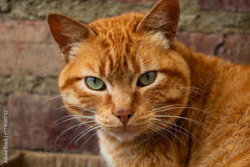 face of a cat orange