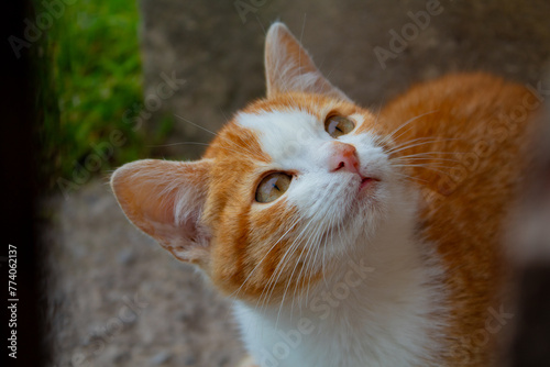 Billede på lærred face of a pussy orange
