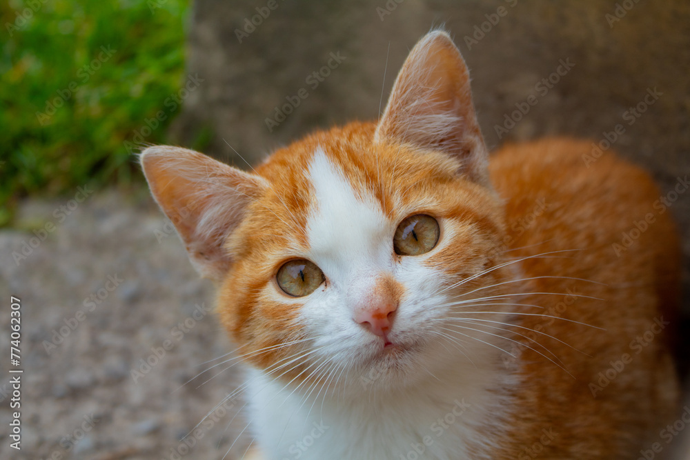 face of a pussy orange