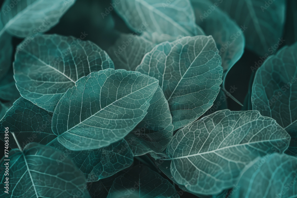 Obraz premium Verdant Botanical Backdrop: Close-Up of Textured Green Leaves