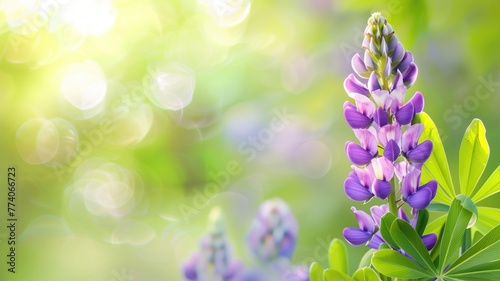 Vibrant purple lupine flowers blooming with soft, sunlit bokeh background