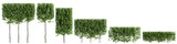 3d illustration of set Laurus nobilis bush isolated on transparent background