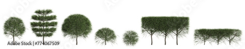 3d illustration of set Casuarina equisetifolia bush isolated on transparent background photo