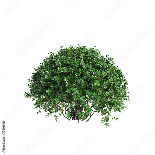 3d illustration of Ligustrum ovalifolium bush isolated on transaprent background