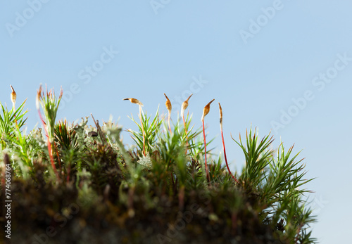 Macro of moss hummock