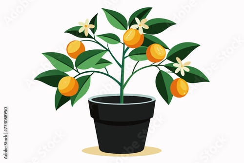 Citrus plant  in pot more fruits flowers vector illustration