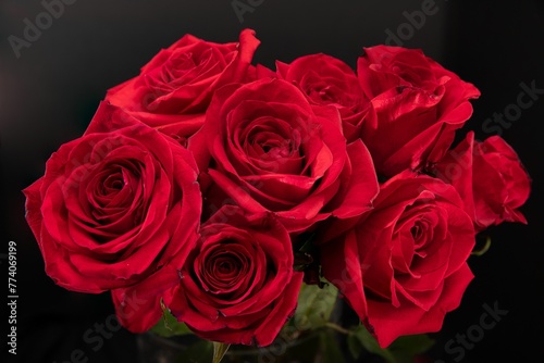 Close-up of red roses on a black background