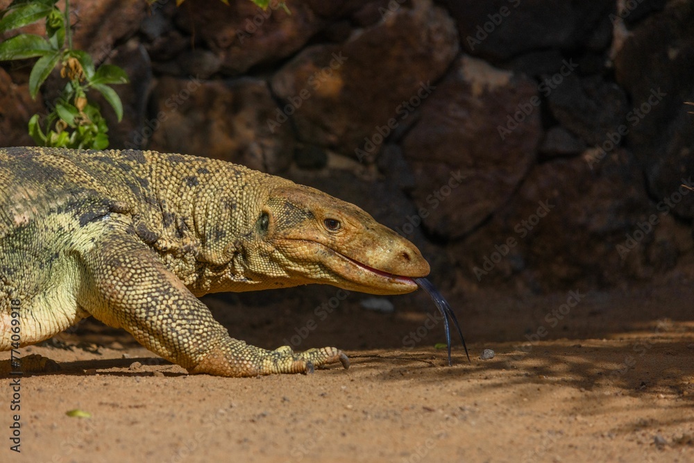 Obraz premium Closeup of a Komodo dragon lizard captured in Oasis Wildlife Park, Fuerteventura