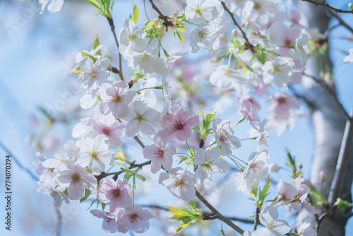 Wallpaper Mural 2024年4月の東京に咲いた桜の花 Torontodigital.ca