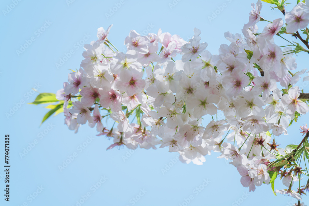 Obraz premium 2024年4月の東京に咲いた桜の花