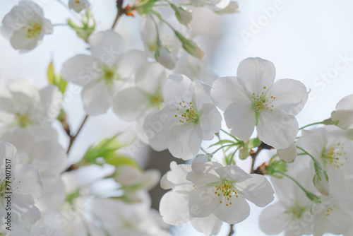 2024年4月の東京に咲いた桜の花