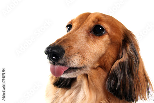 Longhair red dachshund dog, photographed in studio. Wiener dog portrait. 