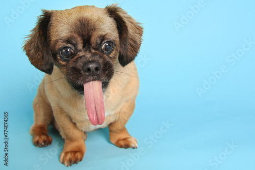 Little puggle dog in studio portrait. Funny expression with tongue out. Mixed breed dog. Pekingese and Beagle cross. 