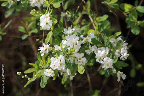 Closeup of Pearlbush flowers, Derbyshire England

