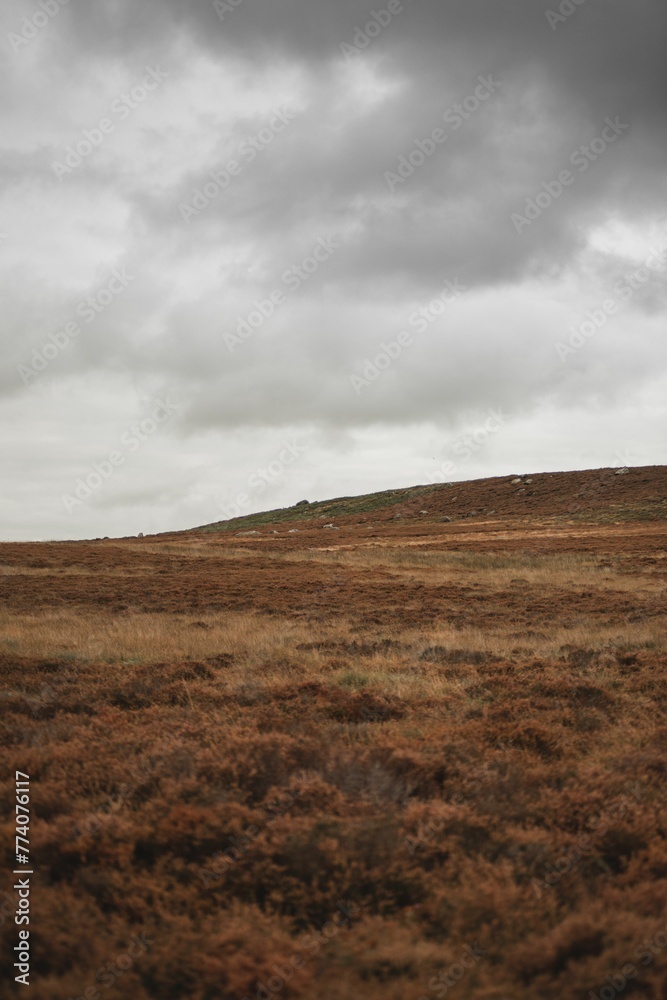 Vertical shot of the field with a small hill full of orange grass under a cloudy sky Vertical shot of the field with a small hill full of orange grass under a cloudy sky