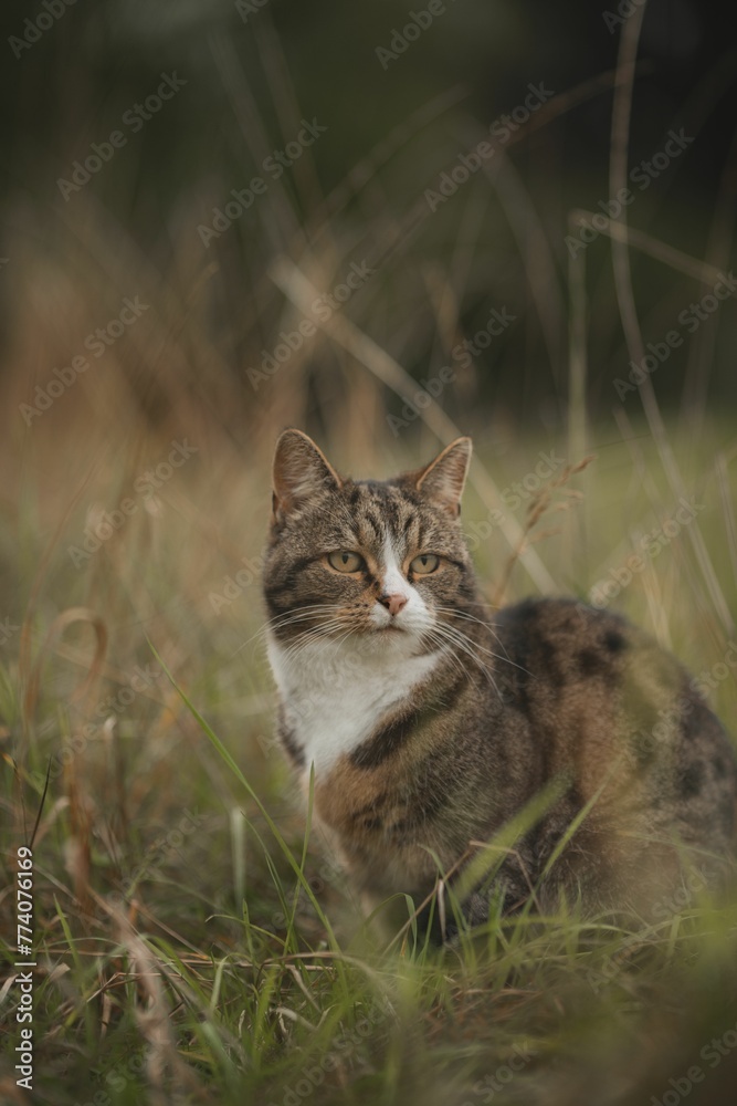Vertical shot of the tabby cat (Felis catus) sitting on the grass ad looking aside in the daytime