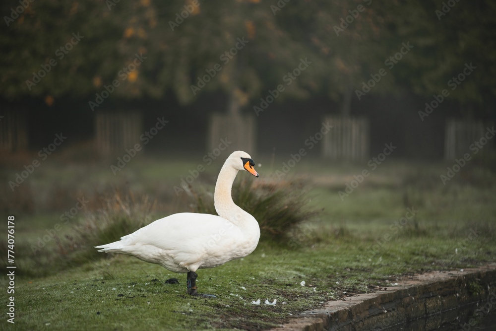 Selective focus of a white swan (Cygnus) standing on the grass near a lake in the daytime Selective focus of a white swan (Cygnus) standing on the grass near a lake in the daytime
