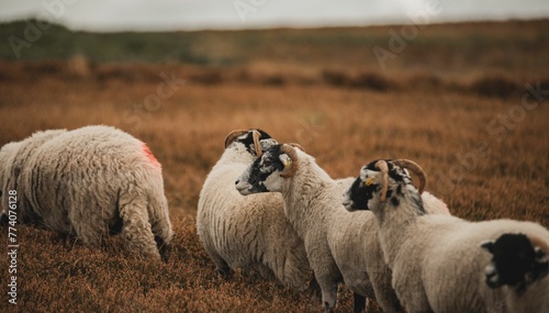 Fototapeta Naklejka Na Ścianę i Meble -  Selective focus of the white, furry herdwicks (Ovis aries) grazing in the field in the daytime