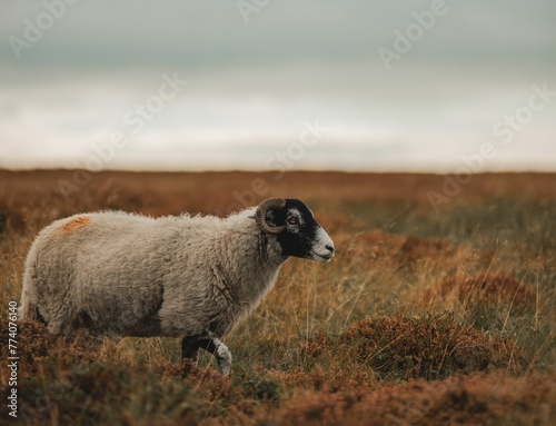 Selective focus of the white, furry herdwicks (Ovis aries) walking through the field in the daytime