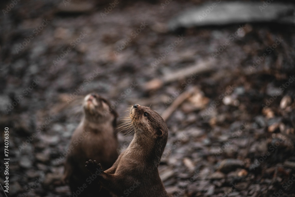 Naklejka premium Closeup of two otters looking up.